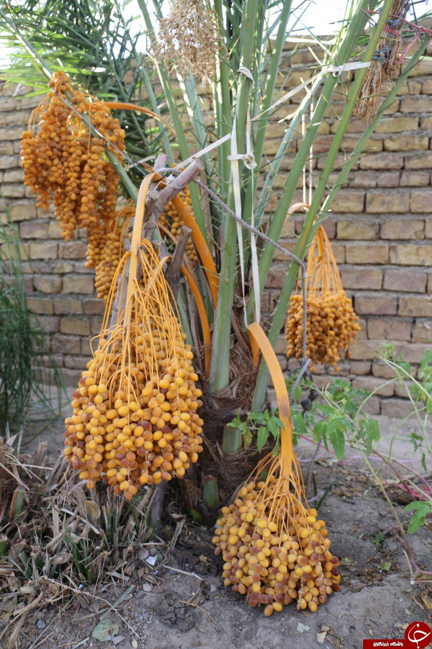 به بارنشستن  درخت خرما در خیبری گناباد