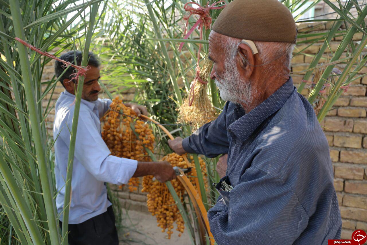 به بارنشستن  درخت خرما در خیبری گناباد