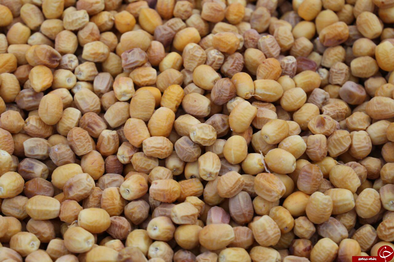 به بارنشستن  درخت خرما در خیبری گناباد