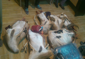 کشف لاشه کل وحشی و دستگیری شکارچیان