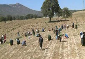 تحول کشاورزی در دشت مختار بویراحمد