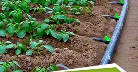 مجهز شدن اراضی سیب&zwnj;زمینی اسدآباد به سیستم آبیاری بارانی