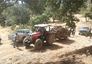 کشف ۱۲ تن  چوب درخت بلوط قاچاق در خرم آباد