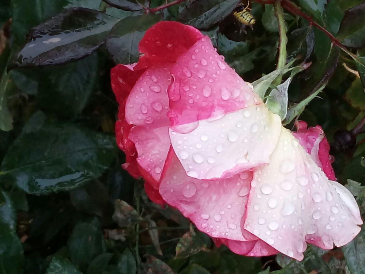 طبیعت زیبای پاییزی در همدان