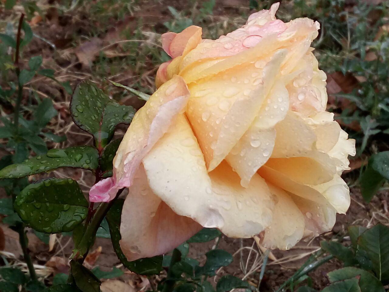 طبیعت زیبای پاییزی در همدان