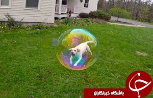 عکاسی بی نظیری که باعث شگفتی شده است