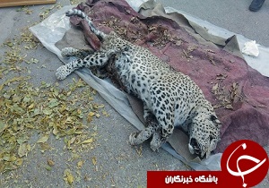علت مرگ پلنگ ایرانی در طارم مشخص شد + تصاویر