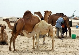 وجود 29 هزار نفر شتر در خراسان جنوبی