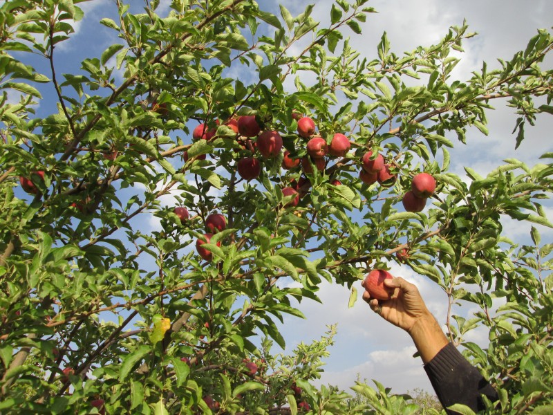 نبود واحدهای فرآوری و صنایع تبدیلی دغدغه باغداران تویسرکانی