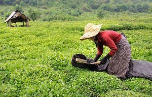 برداشت بیش از 5 هزار تن برگ سبز چای در فومن