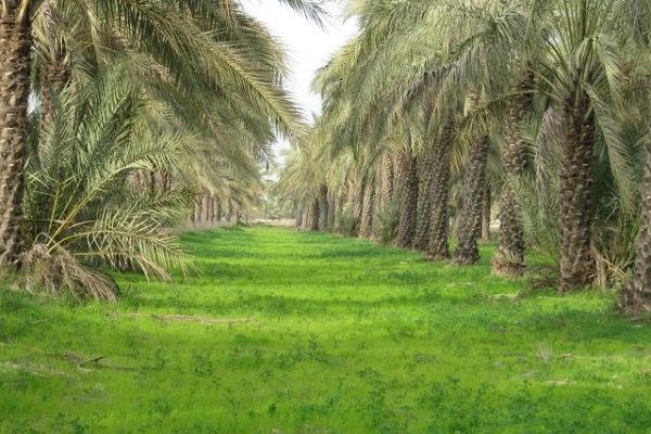 ۳۰۰ اصله نهال کشت بافت در اختیار باغداران شهرستان کنگان قرار گرفت