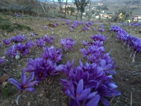 آغاز برداشت زعفران در گیلان