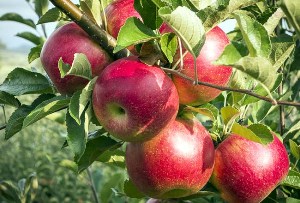 خرید تضمینی 35 هزار تن سیب درجه سه از باغداران آذربایجان غربی