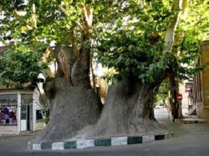 ثبت ملی ۱۰ درخت کهنسال استان مرکزی