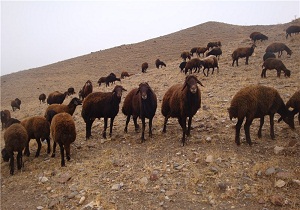 خبری از بیماری تب برفکی در دام عشایر استان سمنان نیست