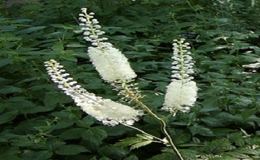 رهایی از عوارض یائسگی با دمنوش&zwnj;های خانگی/عوارض یائسگی را با گیاهان دارویی به زانو درآورید