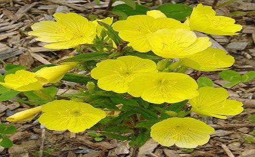 رهایی از عوارض یائسگی با دمنوش&zwnj;های خانگی/عوارض یائسگی را با گیاهان دارویی به زانو درآورید