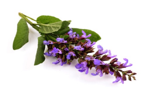 رهایی از عوارض یائسگی با دمنوش&zwnj;های خانگی/عوارض یائسگی را با گیاهان دارویی به زانو درآورید