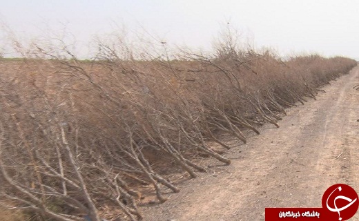 سرمازدگی دسترنج یکساله کشاورزان سمنانی