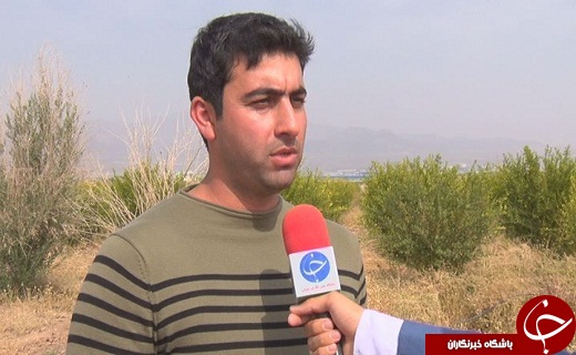 سرمازدگی دسترنج یکساله کشاورزان سمنانی