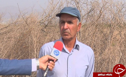 سرمازدگی دسترنج یکساله کشاورزان سمنانی