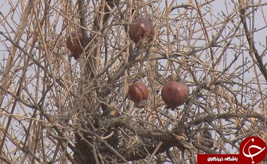 سرمازدگی دسترنج یکساله کشاورزان سمنانی