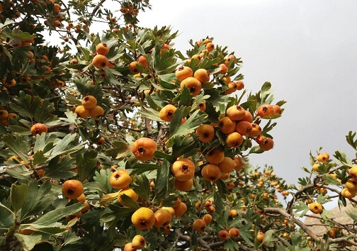 پاییز زیبای روستای گردشگری کندوله