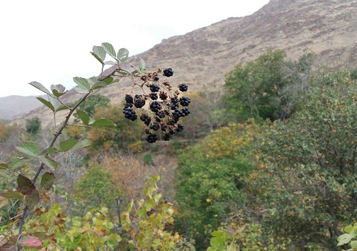 پاییز زیبای روستای گردشگری کندوله