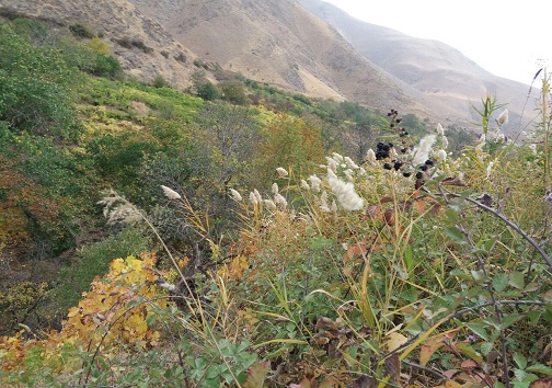 پاییز زیبای روستای گردشگری کندوله