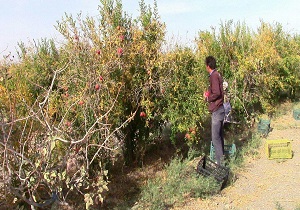 کاهش ۸۵درصدی تولید انار در شهرستان سرایان