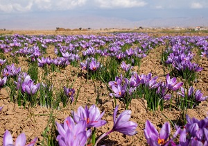 ضرورت توسعه کشت گیاهان کم آب در چهارمحال و بختیاری
