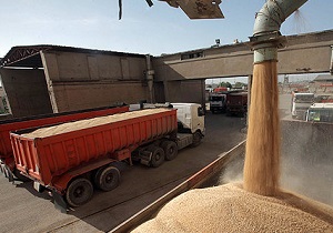 مطالبات گندمکاران چهارمحال و بختیاری پرداخت می‌شود