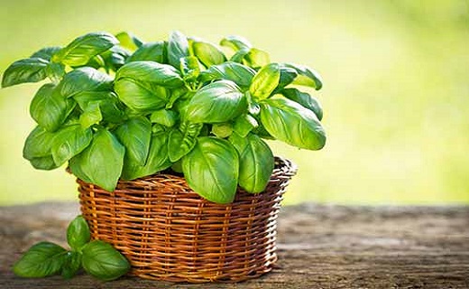 وزوزگوش را با دمنوش&zwnj;های خانگی در نطفه خفه کنید/ارمغان گیاهان دارویی برای وزوزگوش/تسلیم وزوزگوش در برابر گیاهان شفابخش