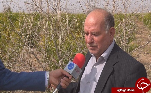 سرمازدگی دسترنج یکساله کشاورزان سمنانی را به باد داد