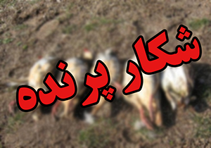 دستگیری ۳صیاد غیر مجاز در استان گلستان