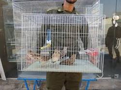 گونه های دو رگه در طبیعت رها نشود