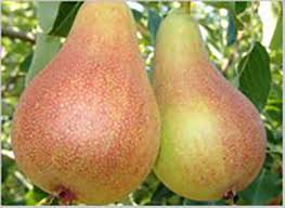 همه آنچه باید درباره &laquo;گلابی&raquo; بدانید