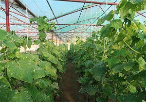 درآمد 35 ميليون تومانی مددجوی خلخالی با توليد خيار و گوجه فرنگی