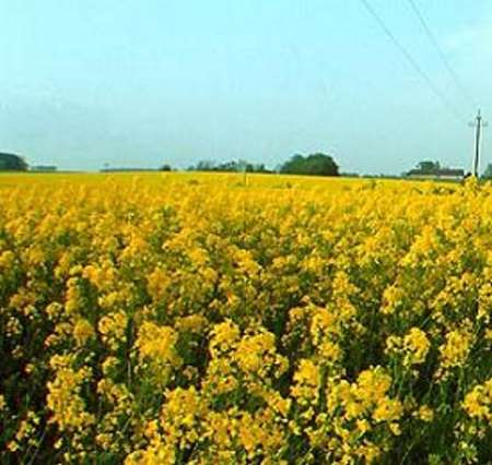 کشت کلزا در ۲۵۰ هکتار از زمین&zwnj;های کشاورزی سیستان و بلوچستان