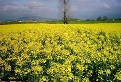کشت ۳۵ هزار هکتار کلزا در مزارع گلستان