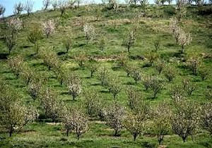 احداث  هزارو ۱۰۰ هکتار باغات دیم در اراضی شیب‌دار مرکز لرستان