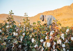 آغاز خرید تضمینی طلای سفید در قم