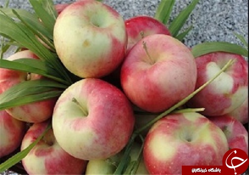 ذخیره سازی بیش از ۱۸۰۰ خون بند ناف در آذربایجان غربی /تخطی ازسرعت مطمئنه درمحور بوکان-مهاباد حادثه آفرید /اختصاص یک هزار میلیارد تومان اعتبار برای عشایر کشور