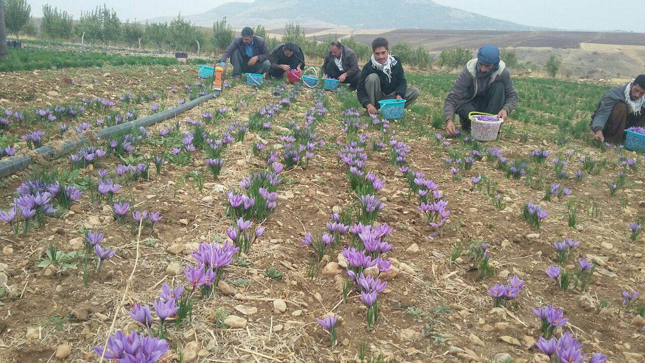 کاشت 14 هکتار طلای سرخ در دالاهو+تصاویر کاشت 14 هکتار طلای سرخ در دالاهو+تصاویر