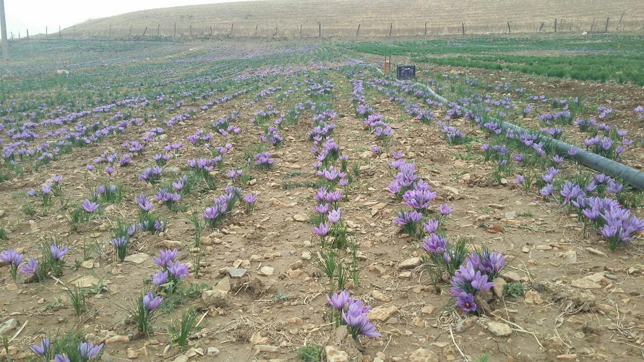 کاشت 14 هکتار طلای سرخ در دالاهو+تصاویر کاشت 14 هکتار طلای سرخ در دالاهو+تصاویر