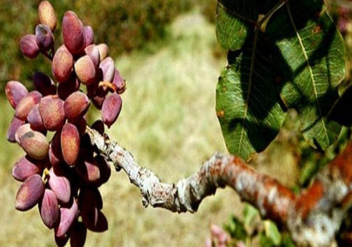 برداشت ۴۰ تن پسته از باغات گیلانغرب