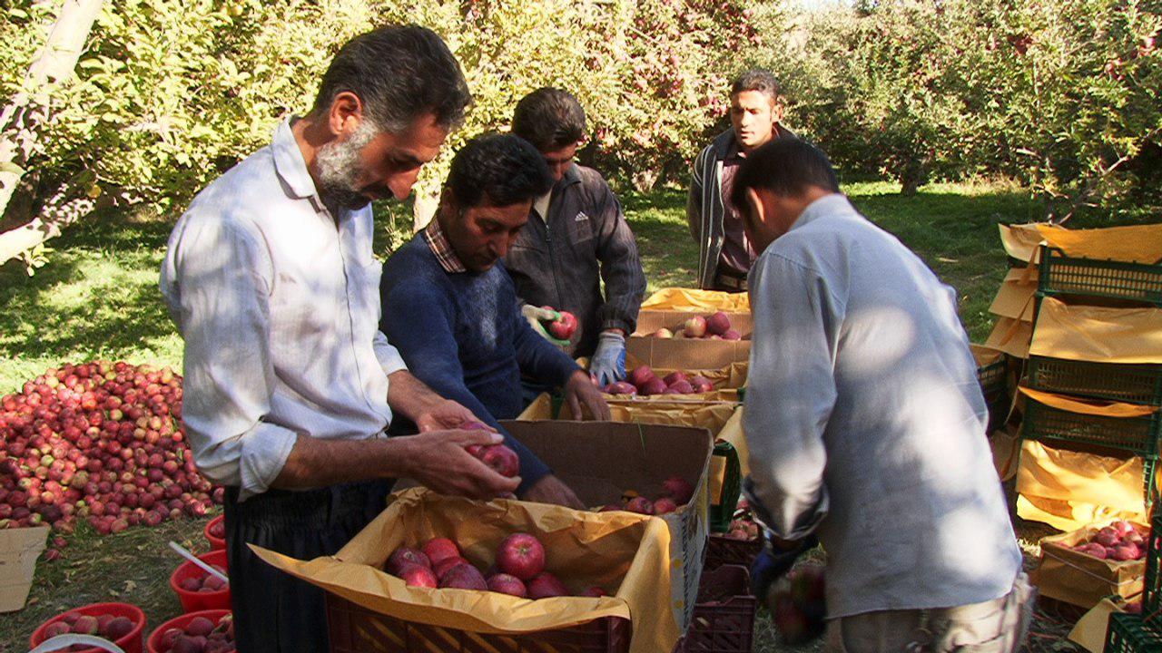 هموار شدن مسیر عرضه سیب آذربایجان شرقی در بازارهای جهانی+تصاویر