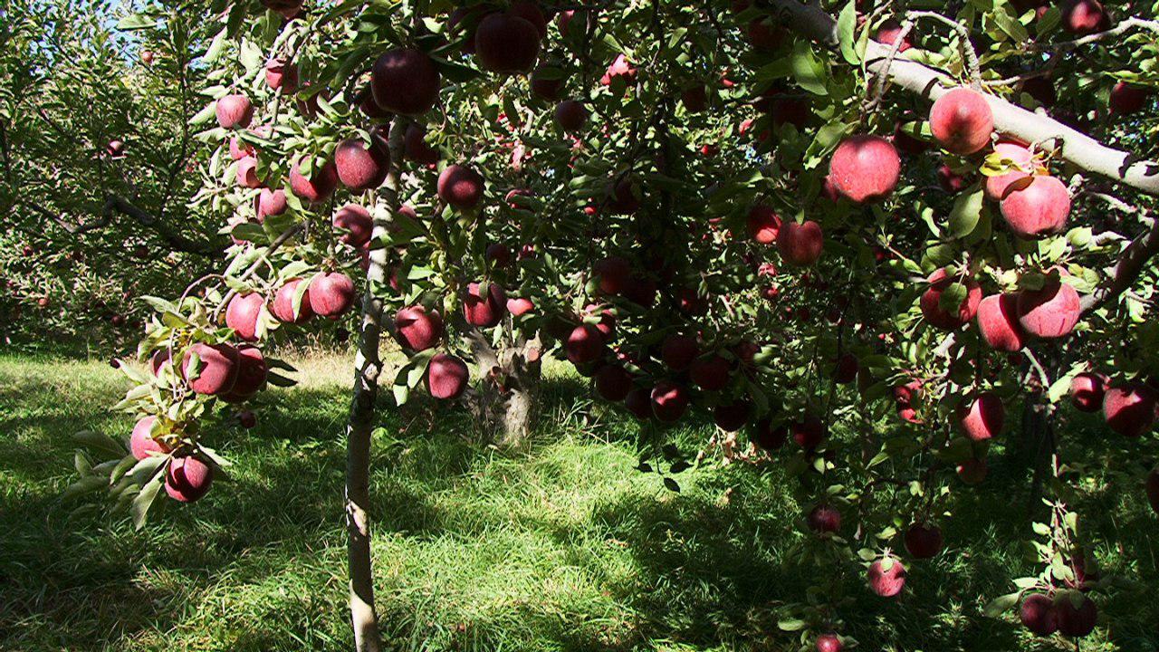 هموار شدن مسیر عرضه سیب آذربایجان شرقی در بازارهای جهانی+تصاویر