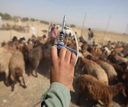 طرح واکسیناسیون رایگان تب برفکی بز و گوسفند در شهرستان دیلم