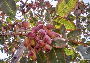صادرات ۱۹ هزار تن پسته به خارج از کشور